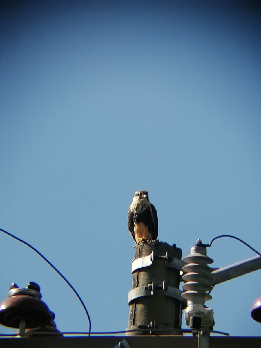 Aplomado Falcon - Pablo Casallas