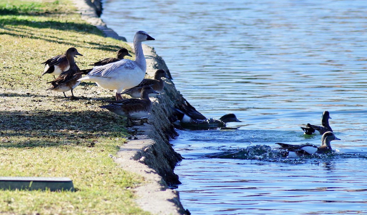 Snow Goose - Susan Myrland