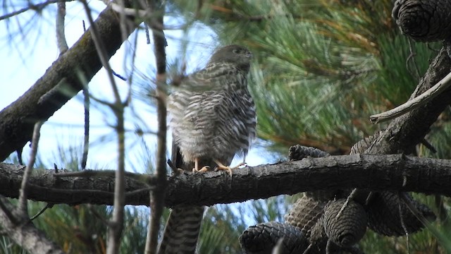 Collared Sparrowhawk - ML290207051