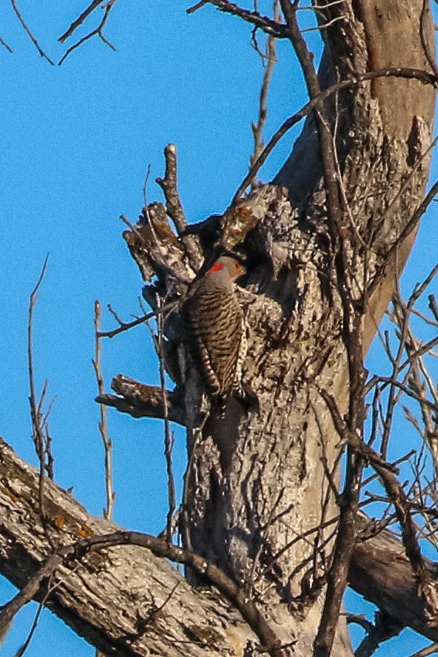 Northern Flicker (Yellow-shafted) - ML290207441