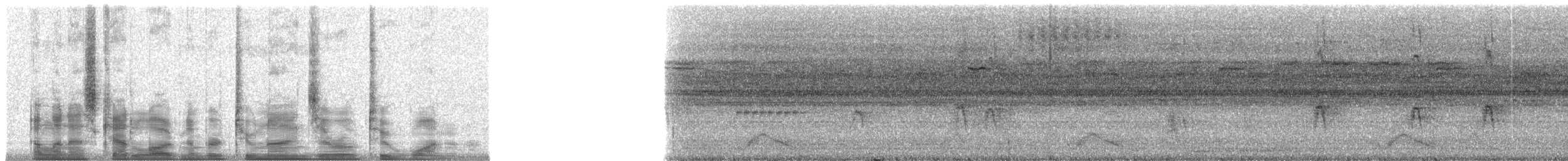 Staffelschwanz-Nachtschwalbe - ML29021