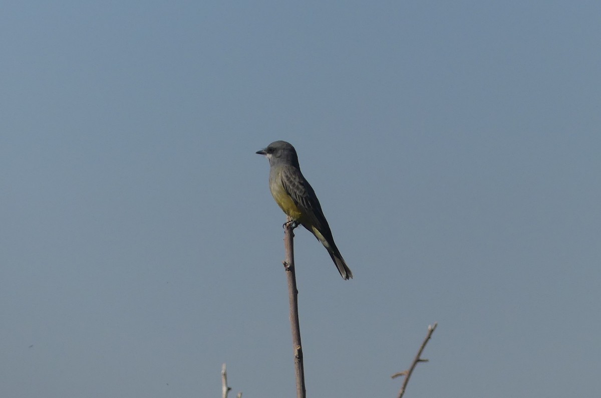 Cassin's Kingbird - Carlos Gonzalez