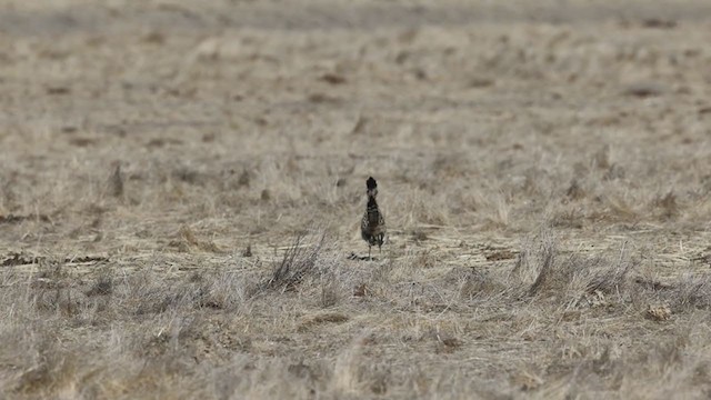 Greater Roadrunner - ML290210351