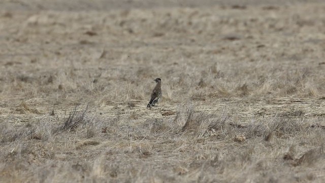 Greater Roadrunner - ML290211961