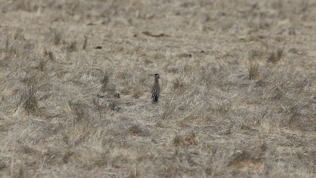 Greater Roadrunner - ML290211981