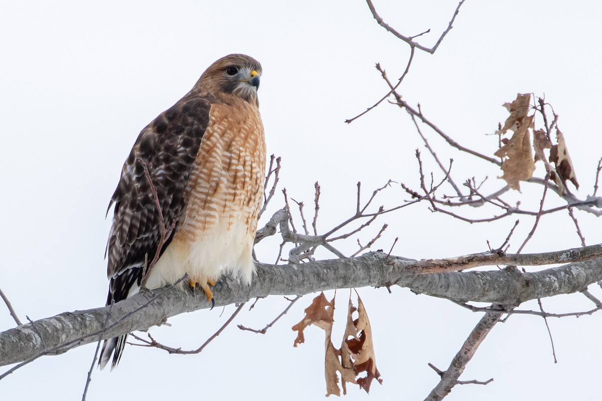 Red-shouldered x Red-tailed Hawk (hybrid) - ML290213081