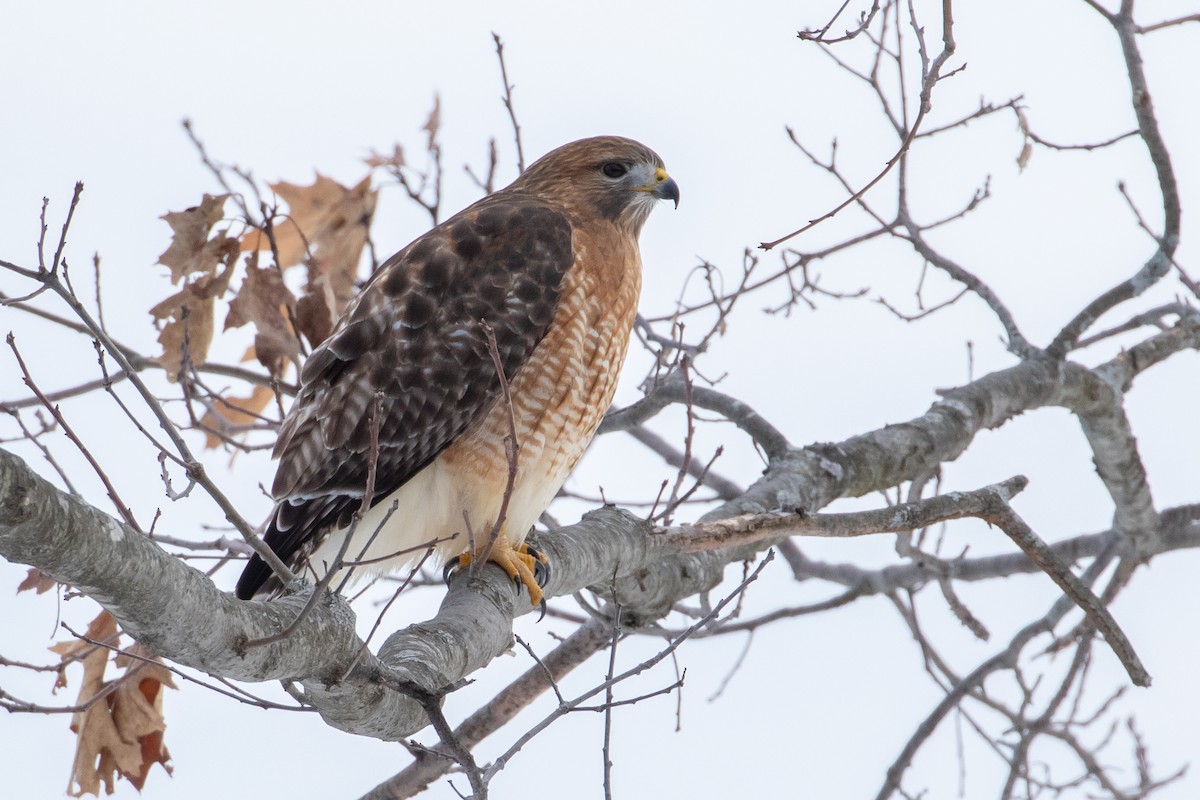 Red-shouldered x Red-tailed Hawk (hybrid) - ML290213221