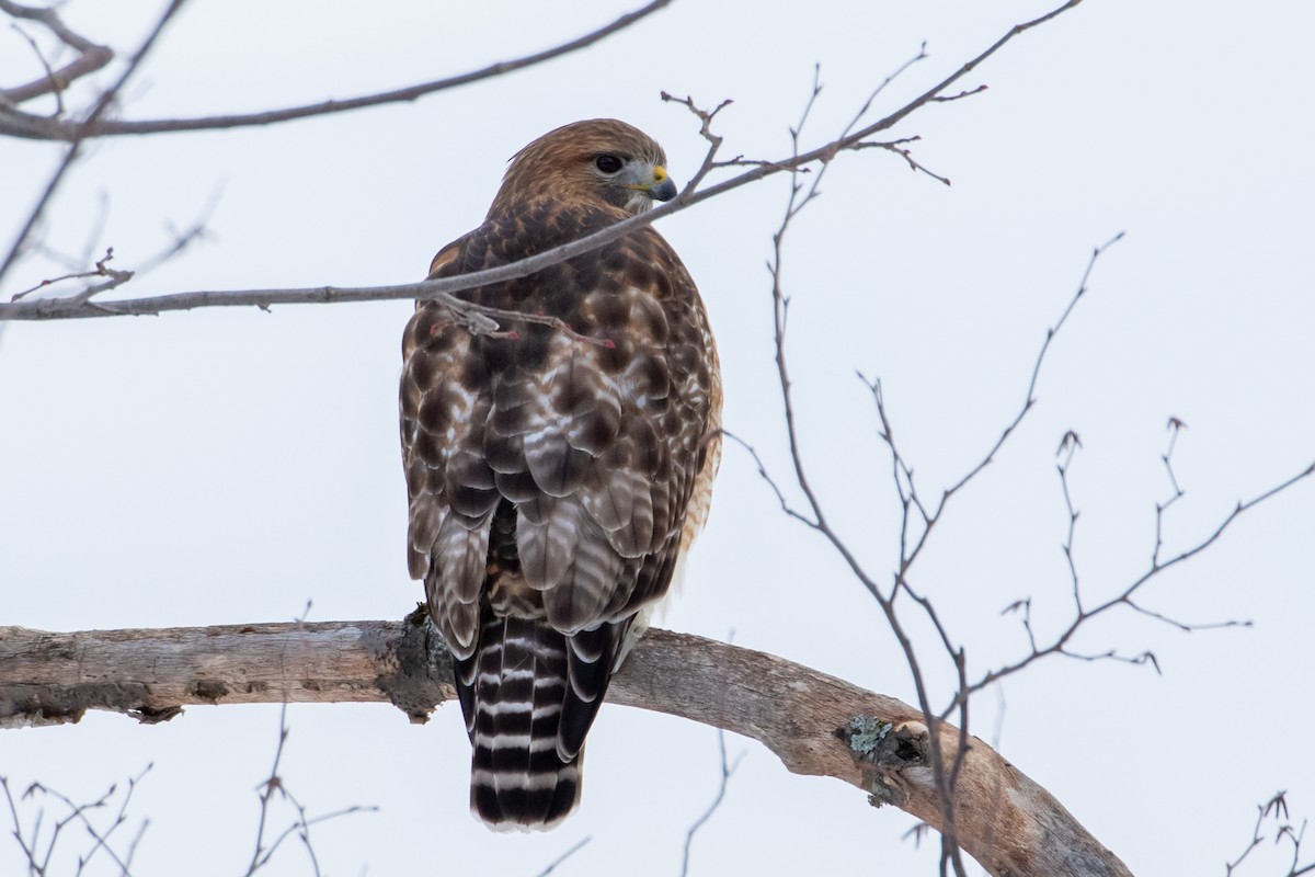 Red-shouldered x Red-tailed Hawk (hybrid) - ML290213331