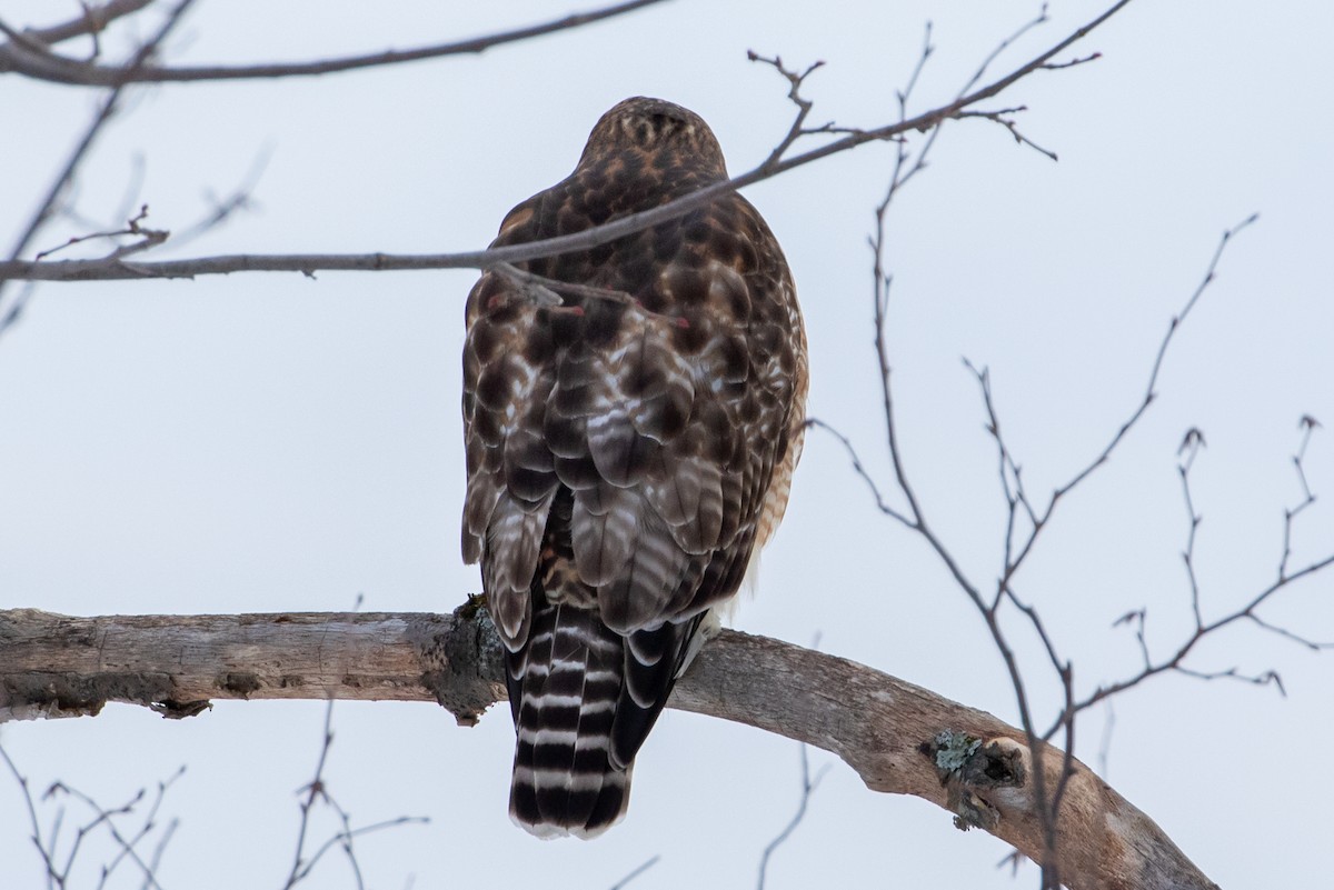 Red-shouldered x Red-tailed Hawk (hybrid) - ML290213391