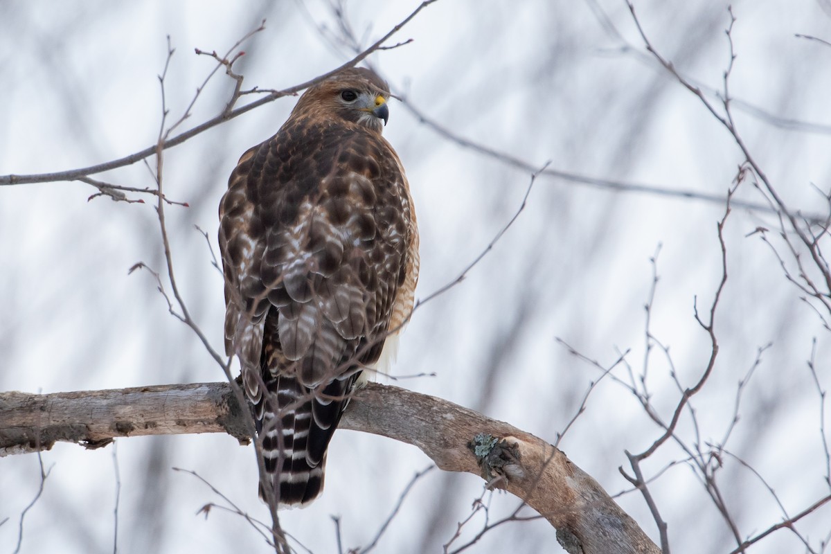 Red-shouldered x Red-tailed Hawk (hybrid) - Louis Bevier