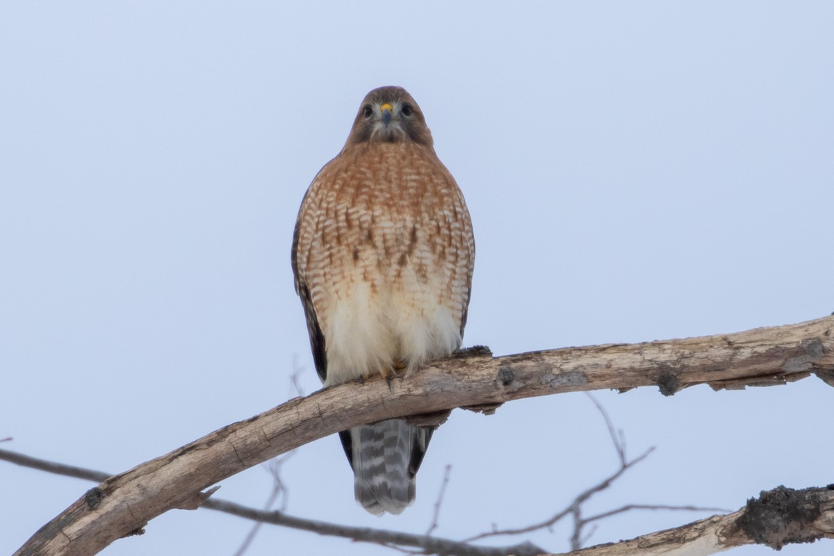 Red-shouldered x Red-tailed Hawk (hybrid) - ML290213561