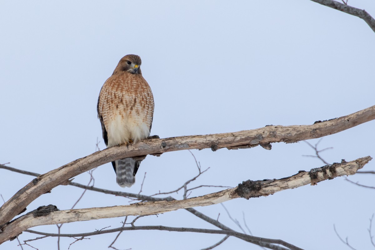 Red-shouldered x Red-tailed Hawk (hybrid) - ML290213581