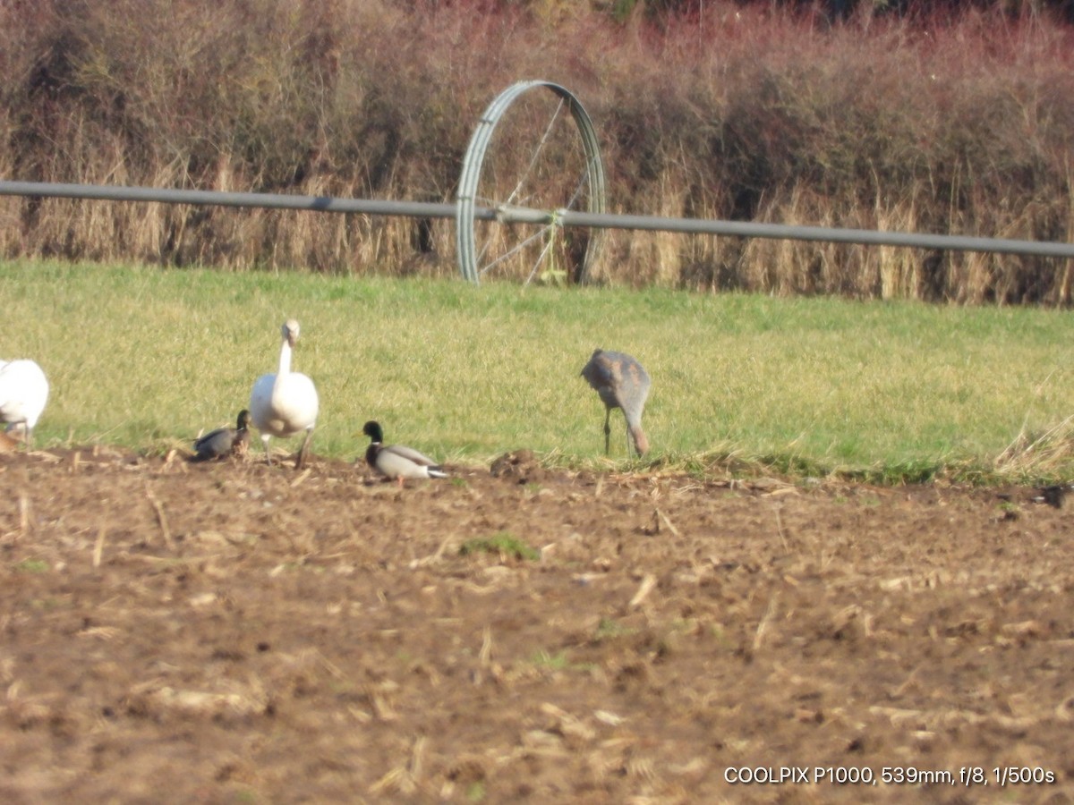 Sandhill Crane - ML290214651