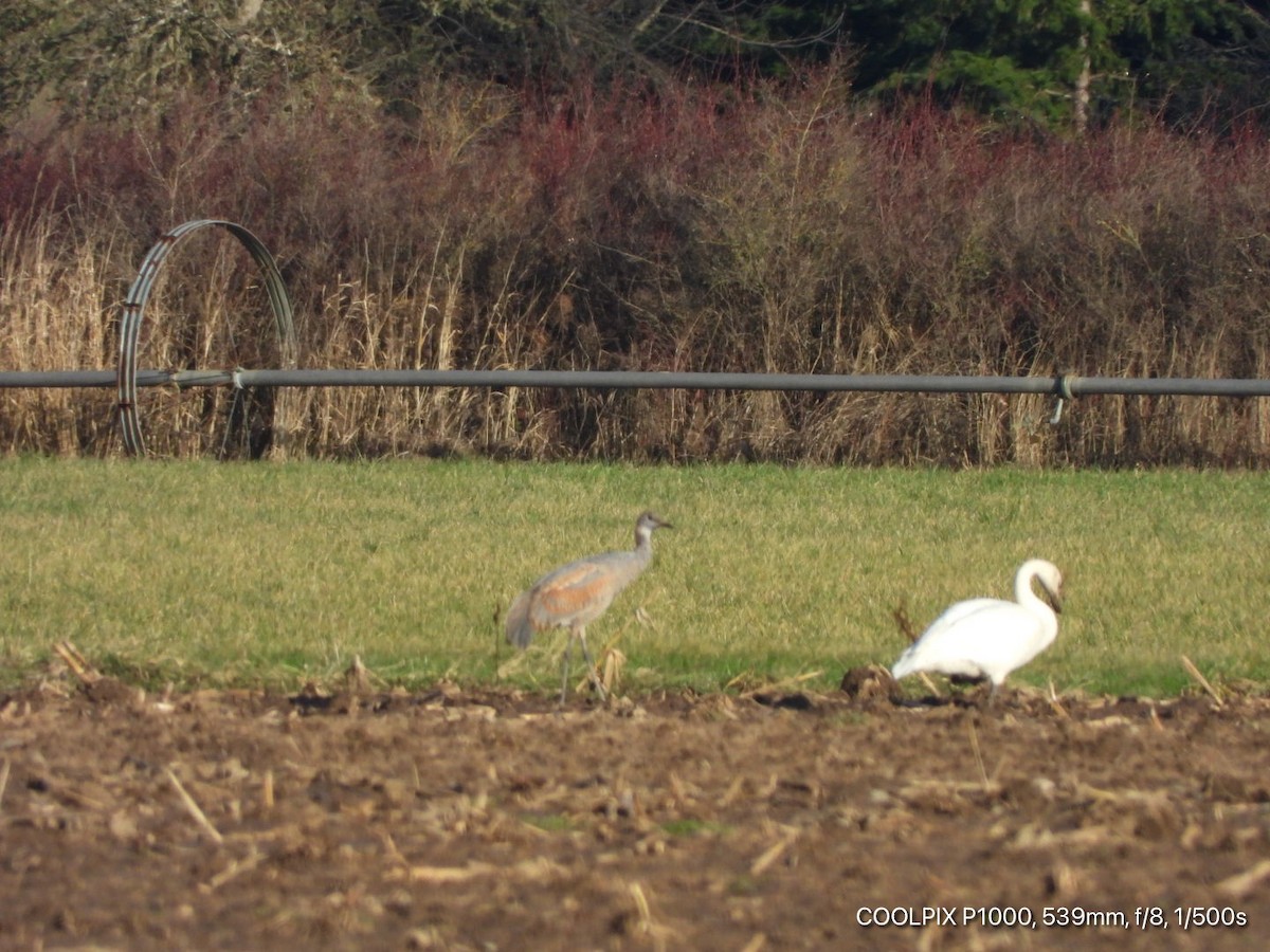 Sandhill Crane - Jarvis Kane