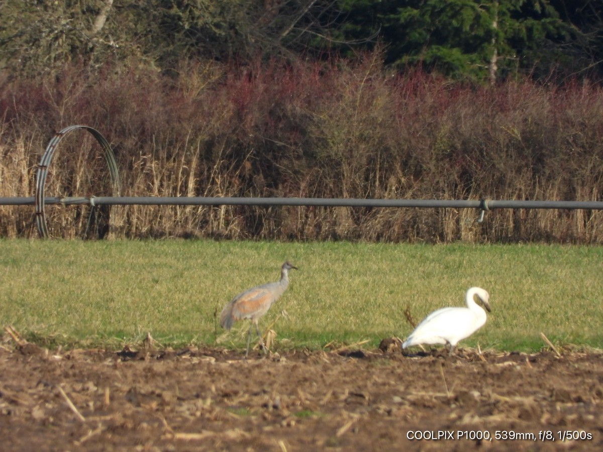 Sandhill Crane - ML290215271