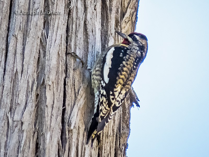 Yellow-bellied Sapsucker - Joseph Morlan