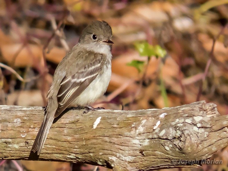 Least Flycatcher - ML290216221