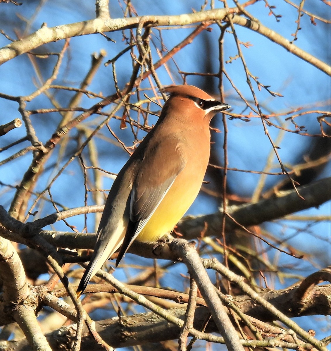 Cedar Waxwing - ML290218201