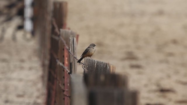 Say's Phoebe - ML290219101