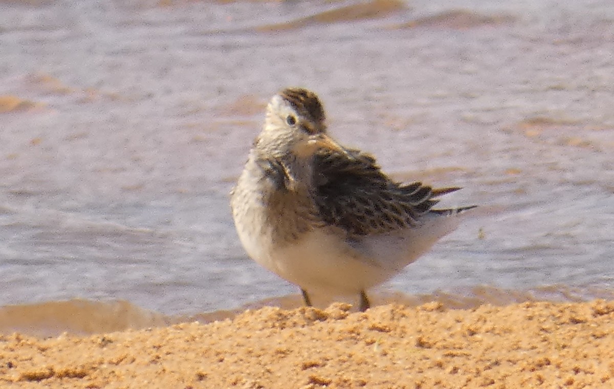 Pectoral Sandpiper - Rose Ferrell