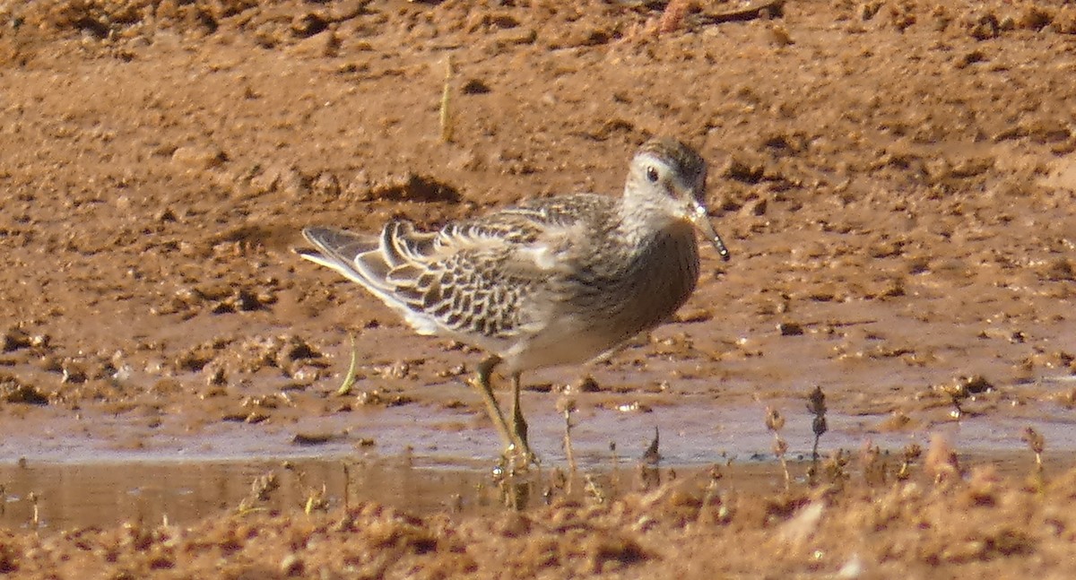 Pectoral Sandpiper - Rose Ferrell