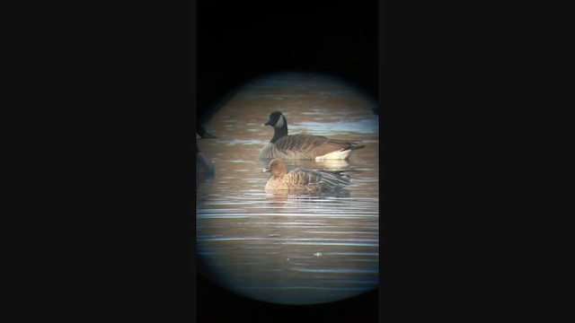 Pink-footed Goose - ML290219161