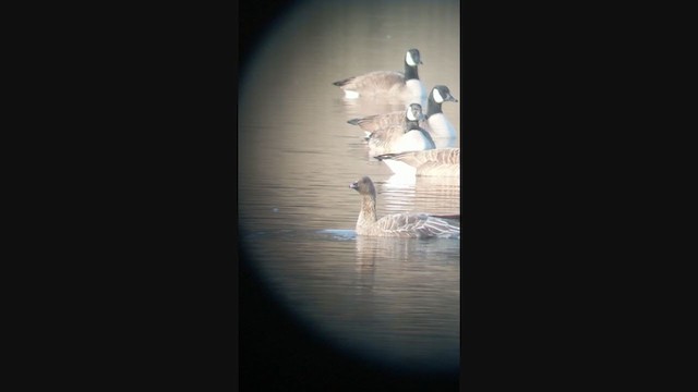 Pink-footed Goose - ML290219261