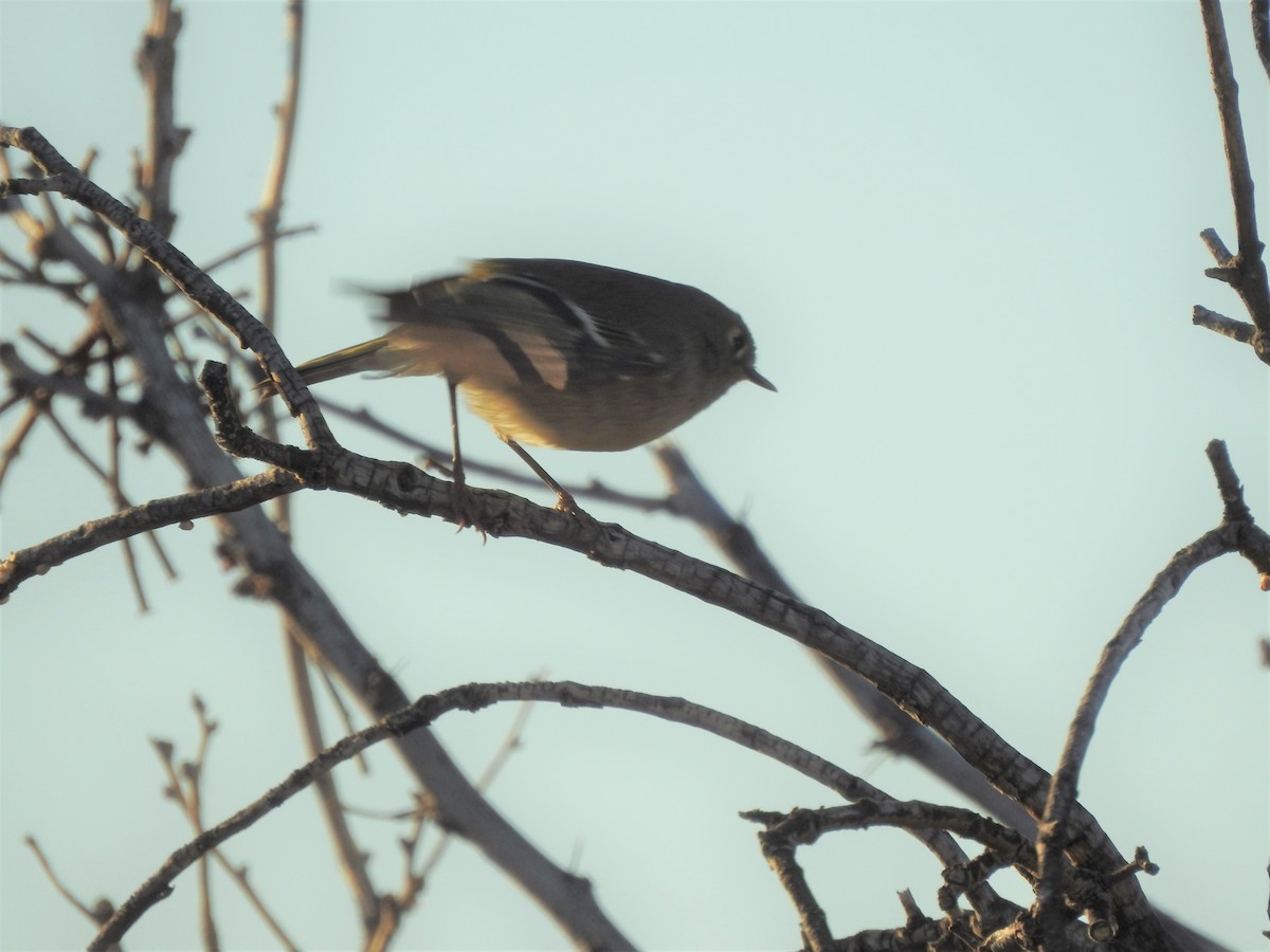 Ruby-crowned Kinglet - ML290219601