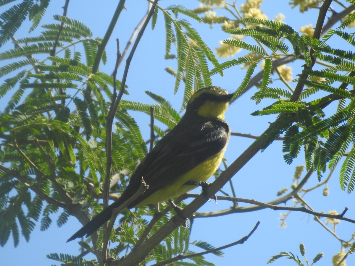 Yellow-browed Tyrant - Viviana Giqueaux