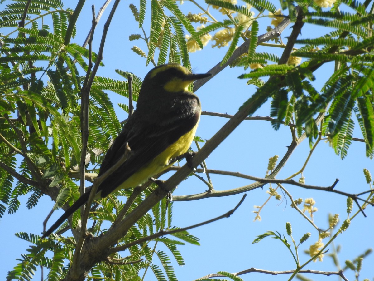 Yellow-browed Tyrant - Viviana Giqueaux