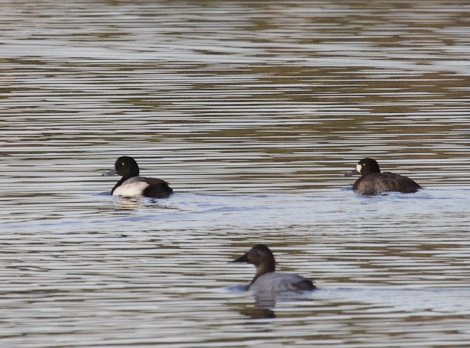 Greater Scaup - ML290220551