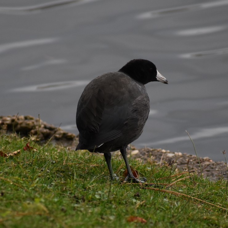 American Coot - Bob Galley