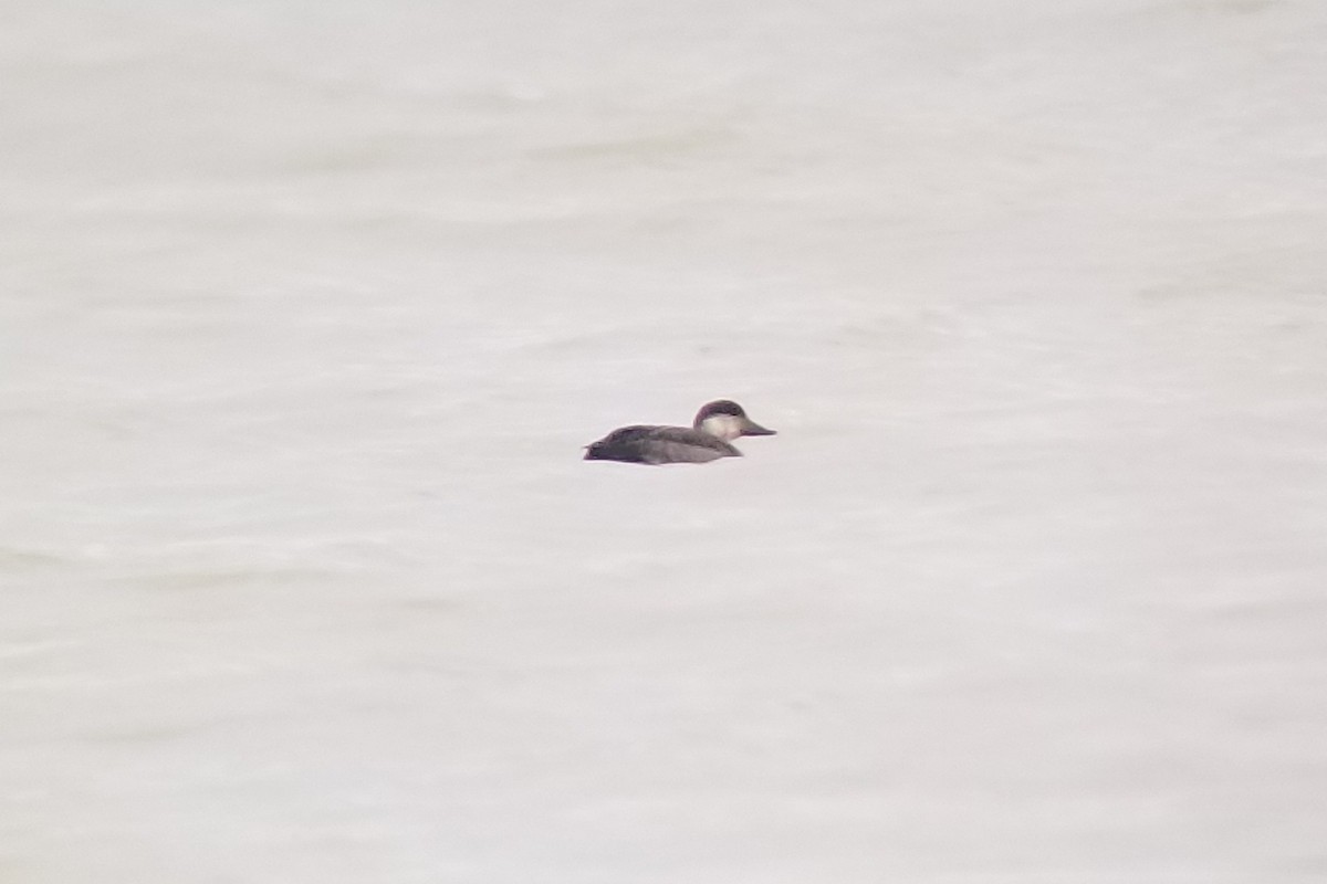 Black Scoter - ML290221391