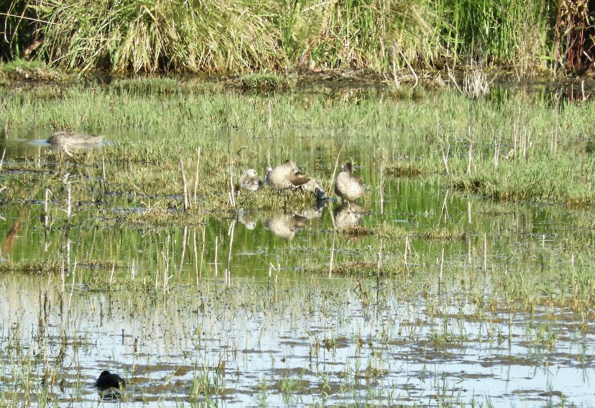 Pink-eared Duck - ML290222211