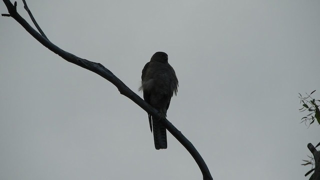 Collared Sparrowhawk - ML290222271