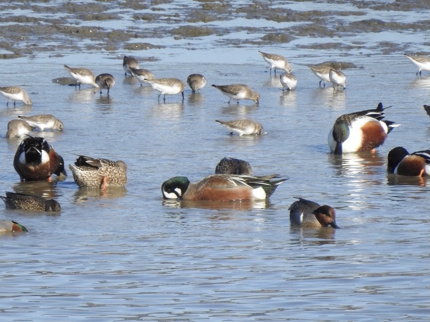 Hybride Canard souchet x C. d'Amérique - ML290223401