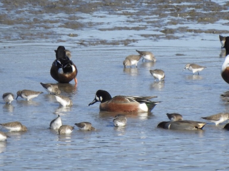 Hybride Canard souchet x C. d'Amérique - ML290223421