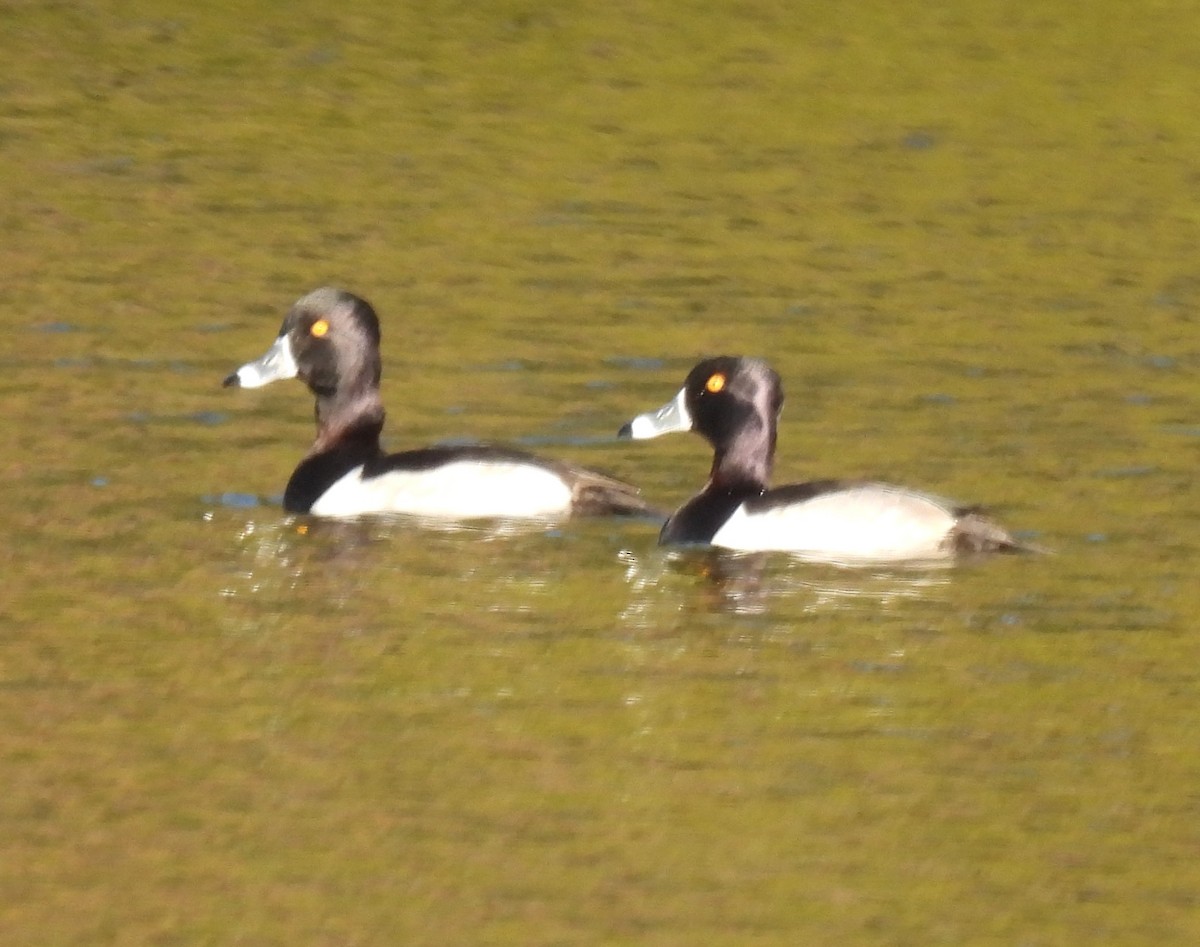 Ring-necked Duck - ML290223471