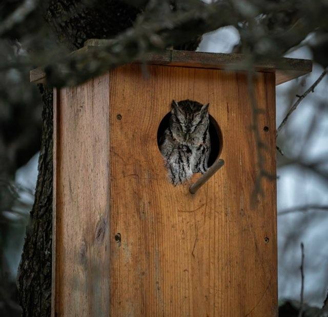 Eastern Screech-Owl - Mike Grubb