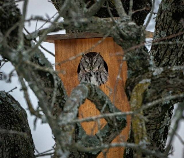Eastern Screech-Owl - Mike Grubb