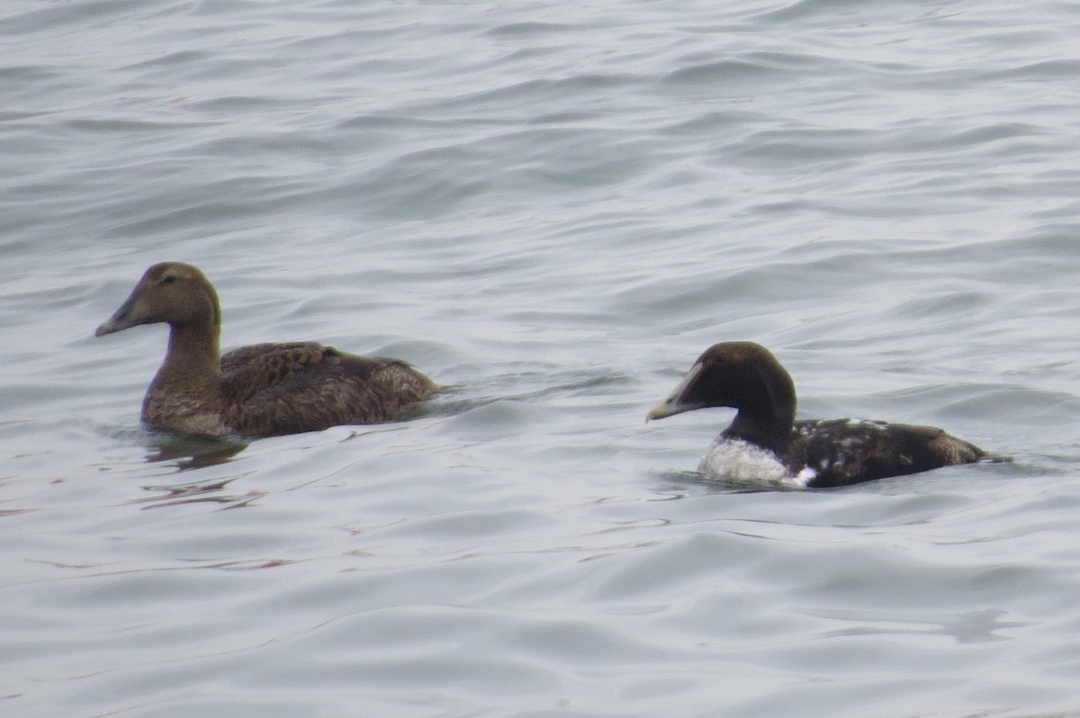 Common Eider - ML290226881