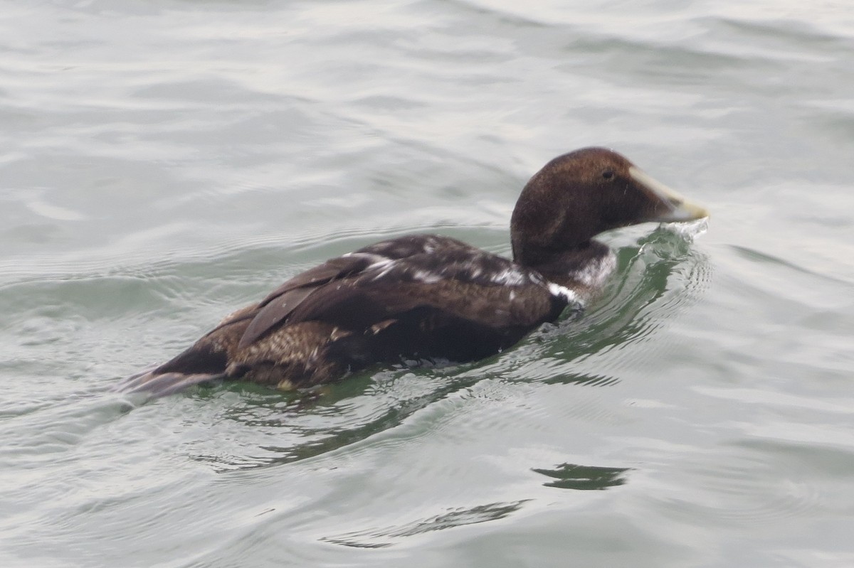 Common Eider - Anonymous