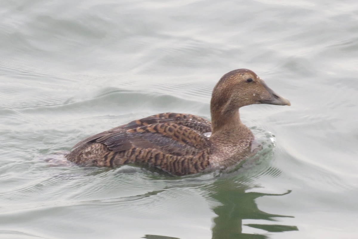 Common Eider - Anonymous