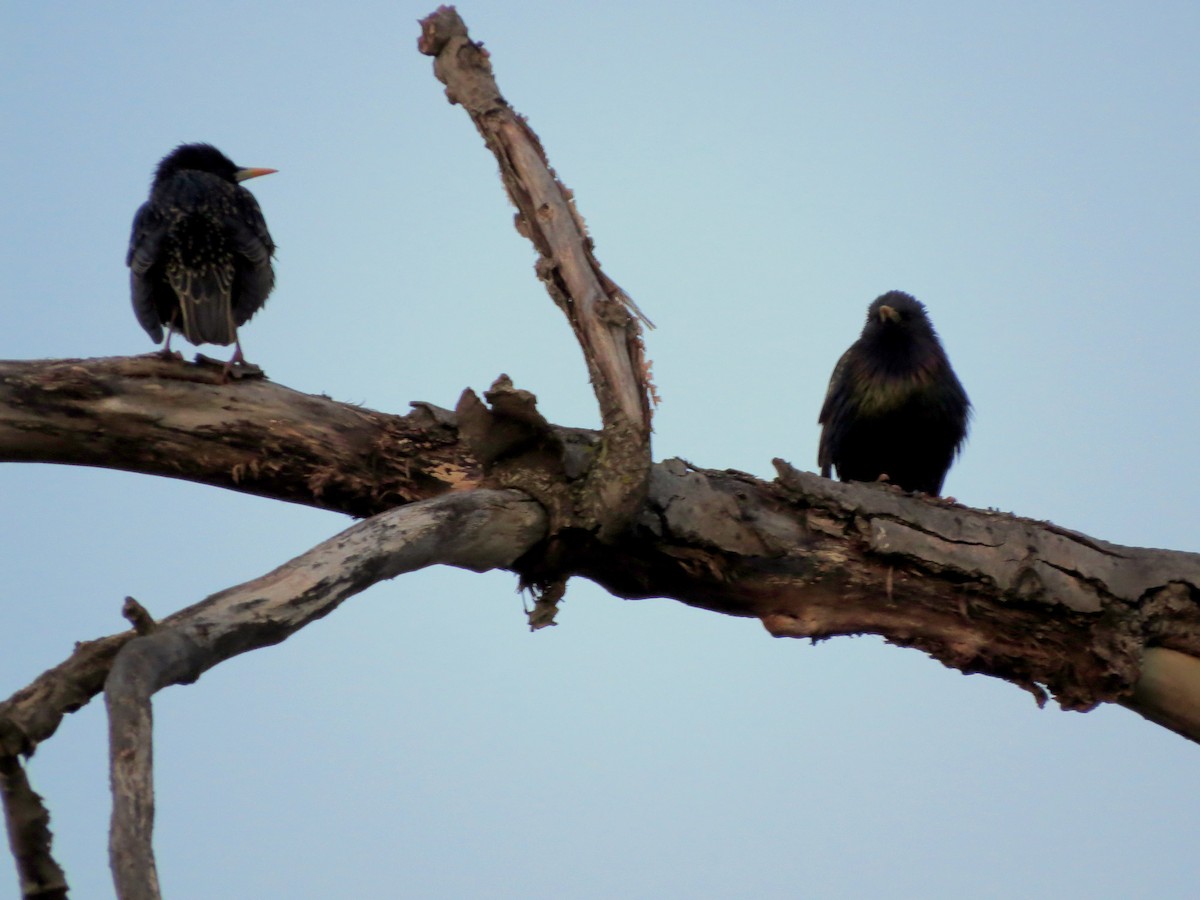 European Starling - ML29022731