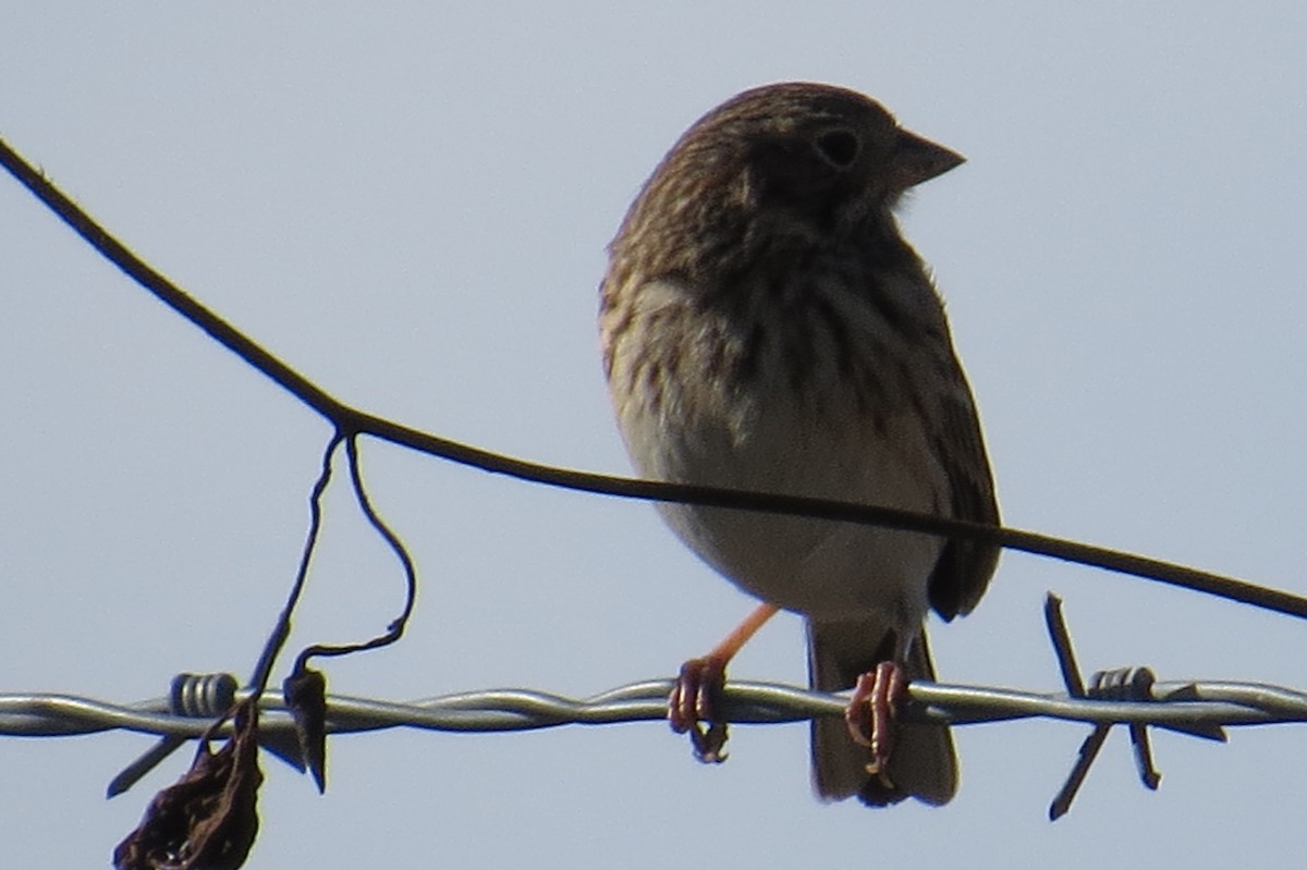 Vesper Sparrow - ML290228121