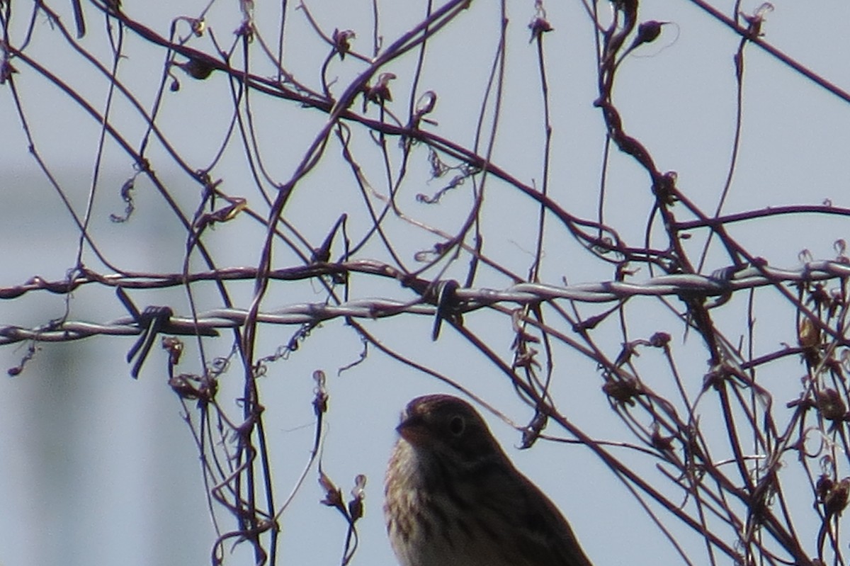 Vesper Sparrow - ML290228141