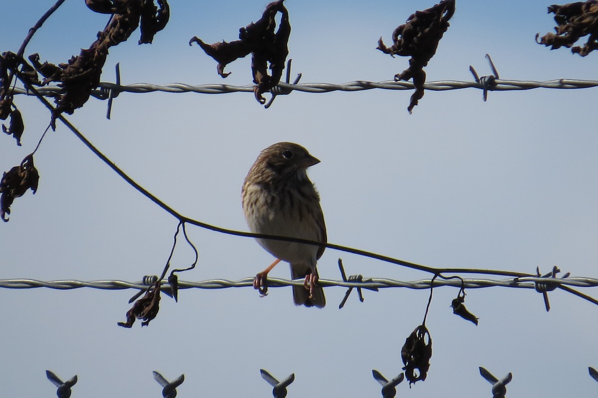 Vesper Sparrow - ML290228151