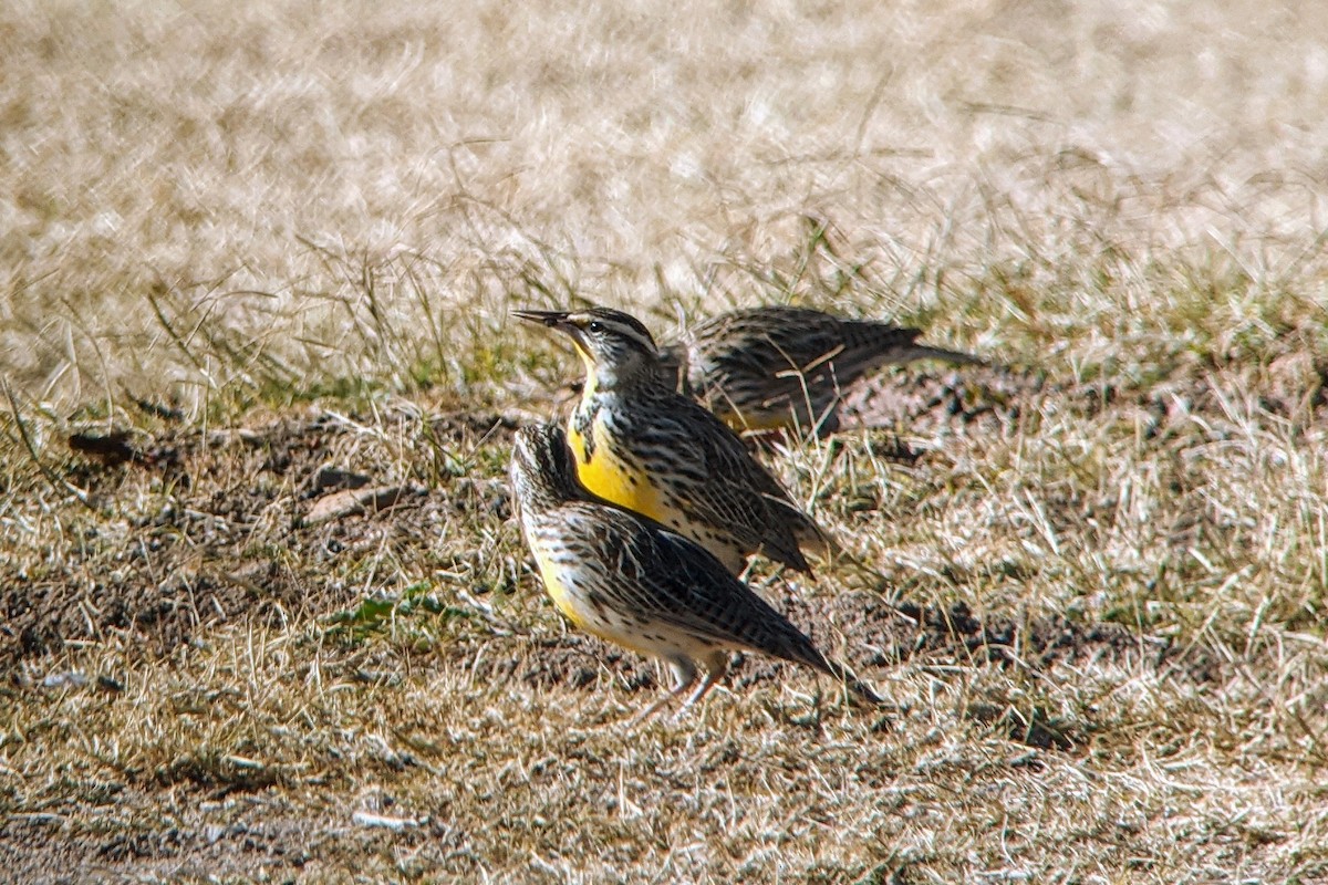 Western Meadowlark - ML290229111