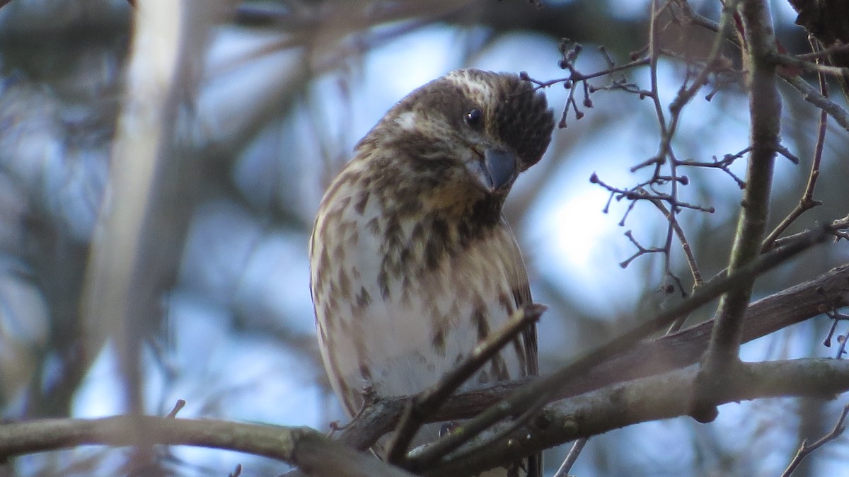 Purple Finch - ML290231461