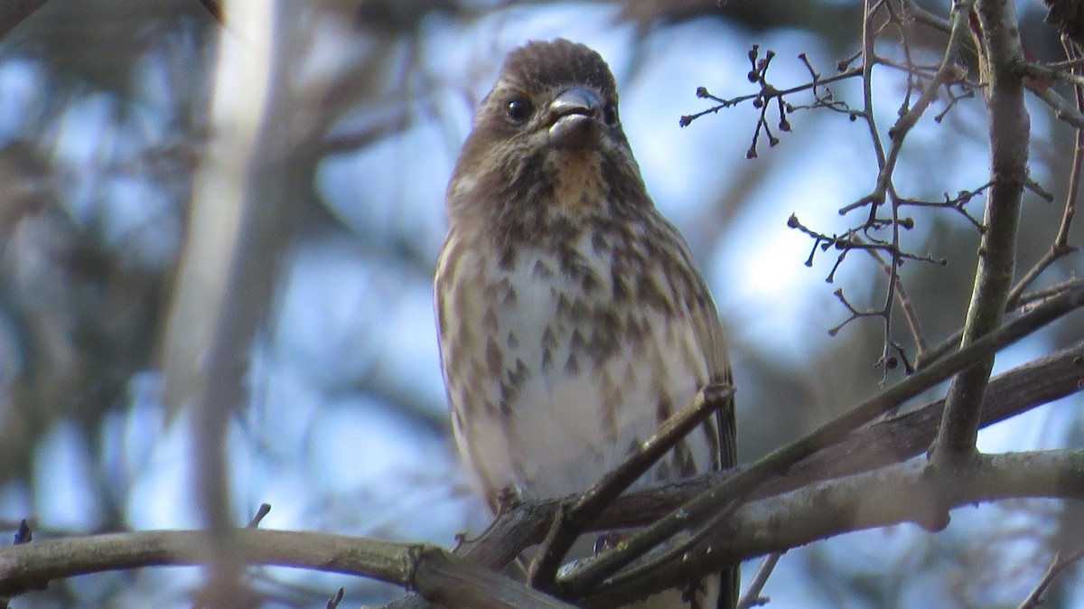 Purple Finch - ML290231481